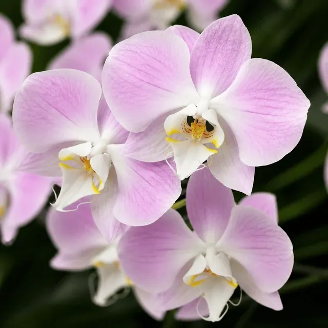 Phalaenopsis sanderiana 'silver leaves' (Phalaenopsis)