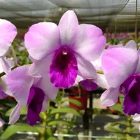 Dendrobium Ocean Blue Orchid Comes in 4" Pot