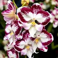 Phalaenopsis Tinkerbell Blooming Size