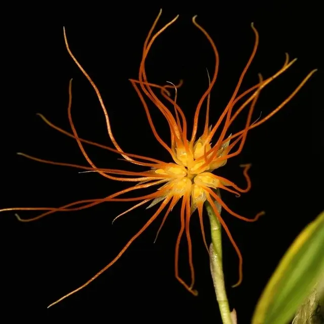 Bulbophyllum croceum sp (Bulbophyllum)