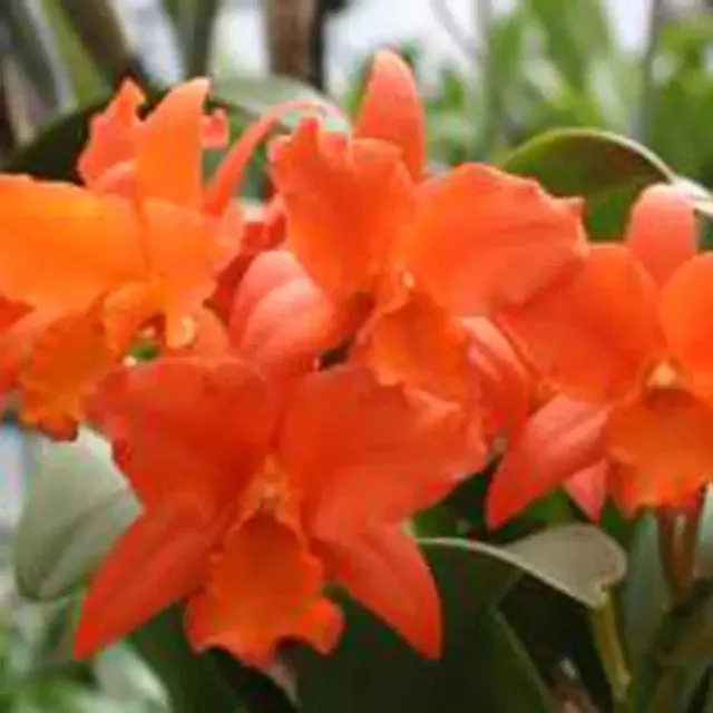 Brassolaeliocattleya Dan O'Neil 'Jubilee' (Brassolaeliocattleya)