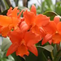 Blc. Dan O'Neil `Jubilee' HCC/AOS 5" Pot