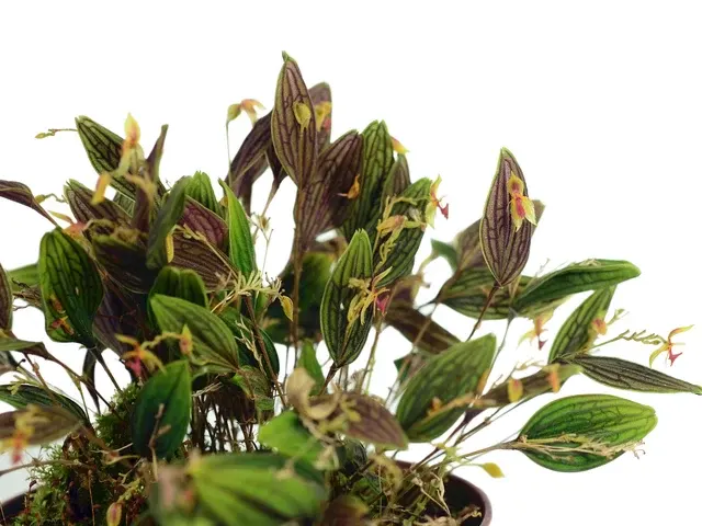 Lepanthes hexapus (Lepanthes)