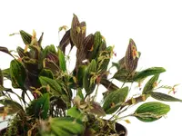 Lepanthes hexapus