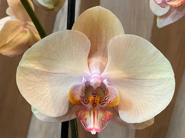 Phalaenopsis Jiuhbao Venus
