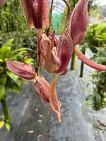 Cirrhaea dependens