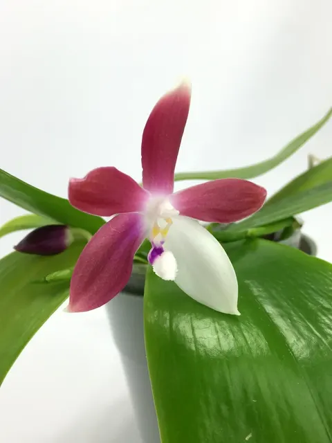 Phalaenopsis tetraspis 'Big'