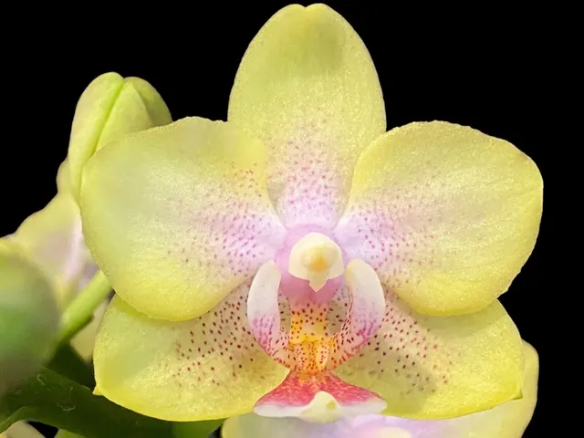 Phalaenopsis 'Buttercream'