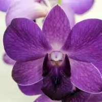 Dendrobium Mana Blue