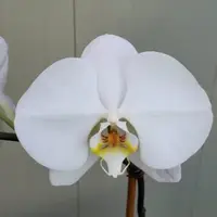 Phalaenopsis