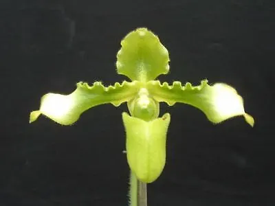 Paphiopedilum esquirolei var album (Paphiopedilum)