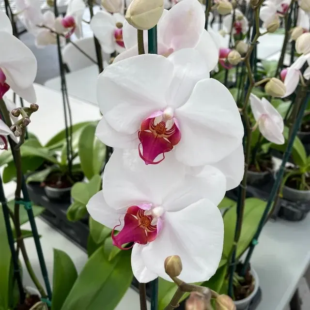 Phalaenopsis Splendid