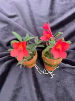 Dendrobium cuthbertsonii ('Chris' Red' x 'Red Delicious') mounted on cork