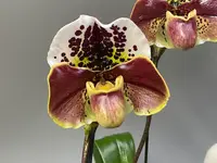Paphiopedilum Queenslander ‘The Queen’ SM/JOGA — 13 cm / No