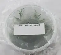 FLASK Dendrobium papilio