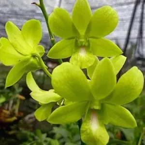 Dendrobium 'Malaysia Green'