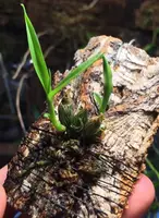 Dendrobium zhenyuanense
