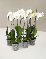Classic Orchid Party Pack — Small / Grow Pot / Sunrise