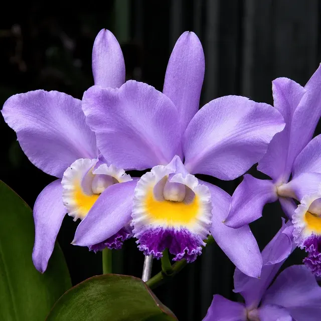 Cattleya Valentine S Blue' HCC/AOS Parfumata 'Billy'