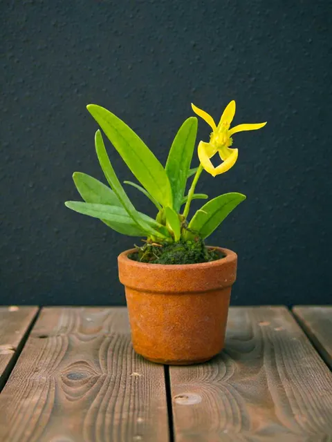 Bulbophyllum lasiochilum alba