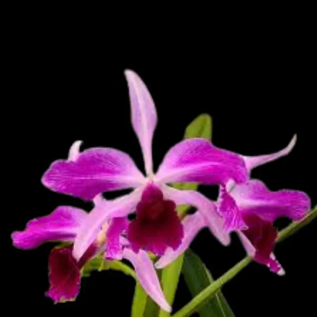 Cattleya purpurata var flammea x (Cattleya)