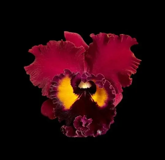 Cattleya Alliance: Blc. Shinfong Emperor 'Red Sparrow' (Cattleya)