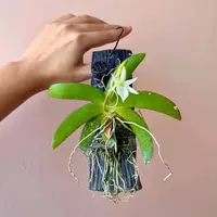 Angraecum leonis