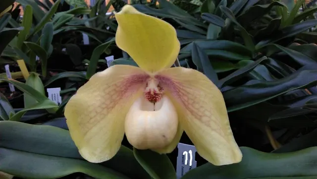 Paphiopedilum hangianum 'Select' (Paphiopedilum)