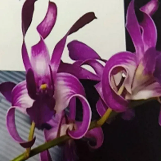 Dendrobium Caesar (Dendrobium)
