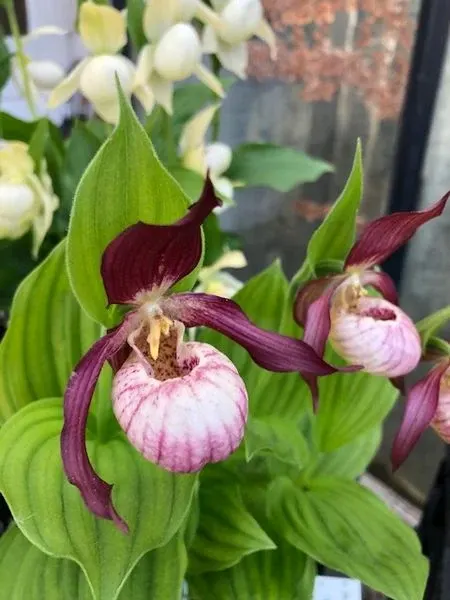 Cypripedium 'rosa'