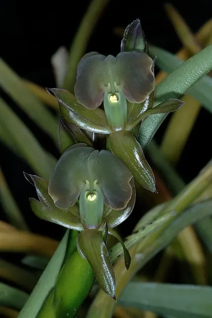 Epidendrum coriifolium (Epidendrum)