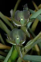Epidendrum coriifolium (011097)