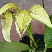 Bulbophyllum burfordiense × sib 2.5" — Acclimated