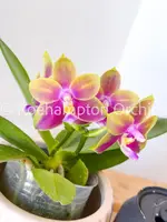 Phal. Meidarland Kaiulani 'Yellow Lion'