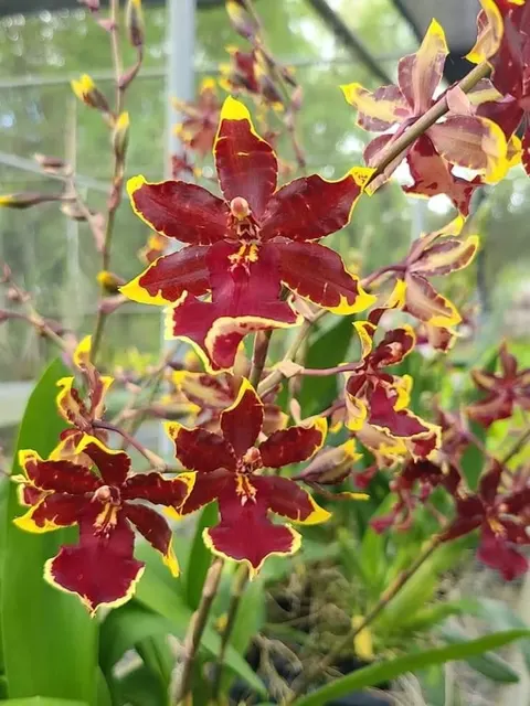 Oncidium Wildcat 'Golden Red Star' (Oncidium)