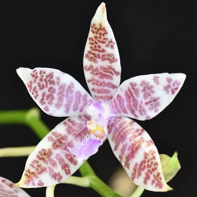 Phalaenopsis lueddemanniana 'hieroglyphica'