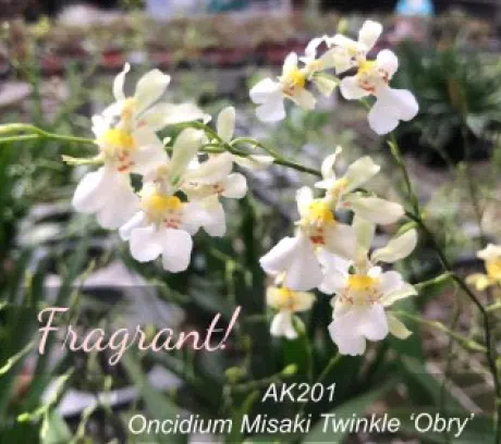 Oncidium Misaki Twinkle Obry 'Only you' (Oncidium)