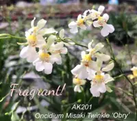 Onc. Misaki Twinkle Obry 'Only you'