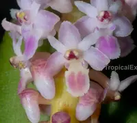 Orchid Seedling 50mm Pot size - Smitinandia micrantha species