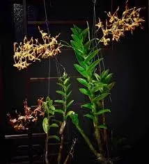 Dendrobium tangerinum species orchid (Dendrobium)