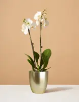 White Orchid — Small (20"-28" tall) / Georgia (5" wide) / Mauve