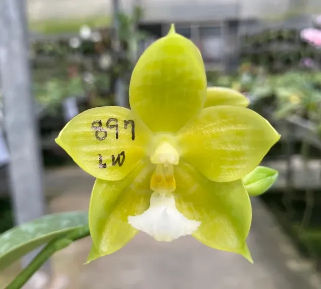 Phalaenopsis Joy Green Coral ‘No.3’ MC
