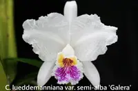 C. lueddemaniana f. S/A x sib ('Canaima's Grand' x 'Galera') (C2078) (Cattleya - - lueddemanniana ) SS