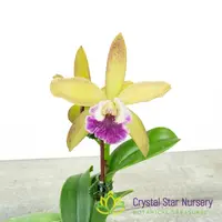 Bc Binosa 'Purple Lips' X Rlc Waianae Leopard 'Ching Hua' HCC/AOS (6784)