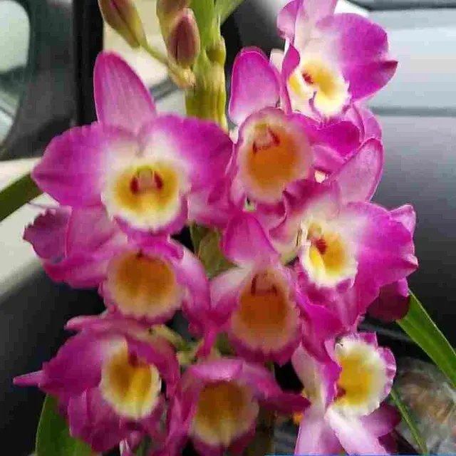 Dendrobium Tokai Shi (Dendrobium)
