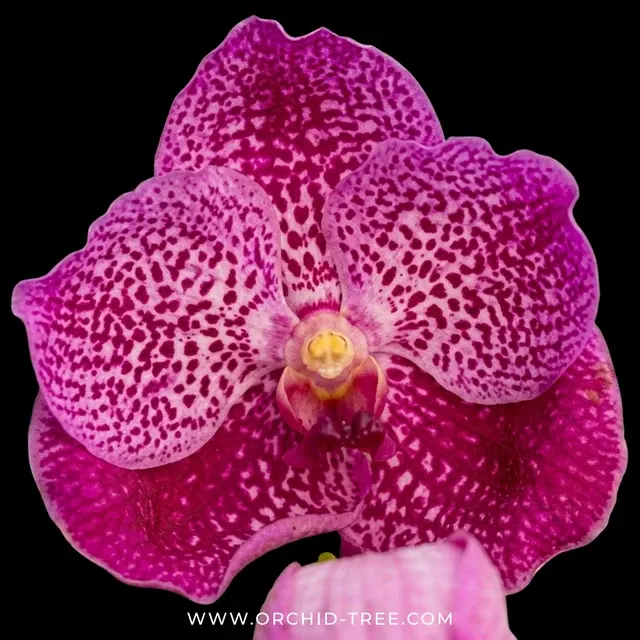 Vanda Dino Dream (Vanda)