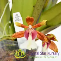 Trichocentrum Tigrinum — 2" Pot Oversized / Without Spike