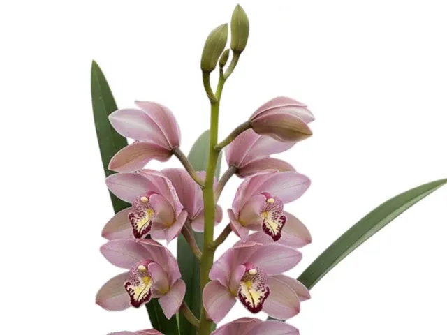 Cymbidium Jet Set Special Pink 1 H00230 (Cymbidium)