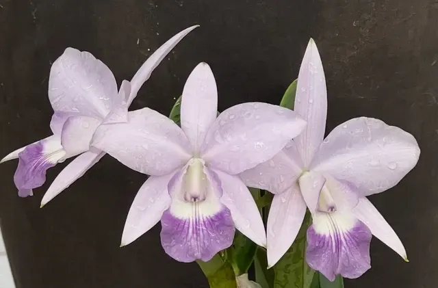 Cattleya LOVE KNOT Coerulea ‘Exotic Violet’ (Cattleya)