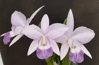 Cattleya LOVE KNOT coerulea ‘Exotic Violet’